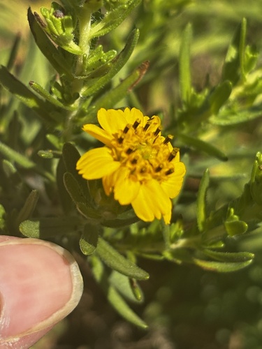 Island Tarplant (Deinandra clementina)