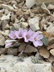 Claytonia peirsonii yorkii