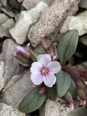 Claytonia peirsonii yorkii
