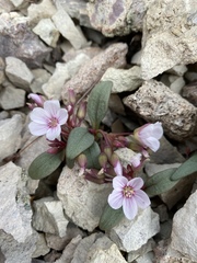 Claytonia peirsonii yorkii