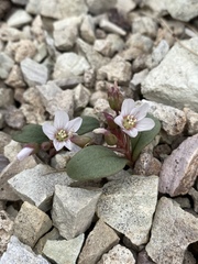 Claytonia peirsonii yorkii