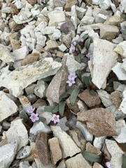 Claytonia peirsonii yorkii
