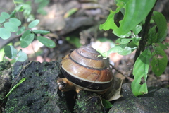 Bertia cambojiensis