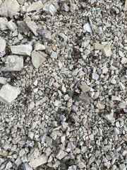 Claytonia peirsonii yorkii