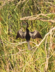 Anhinga anhinga