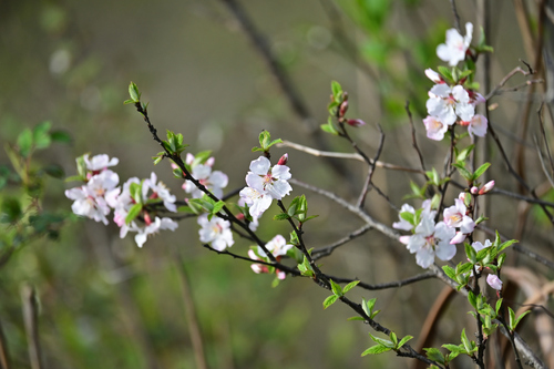 Nanking Cherry