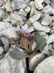 Claytonia peirsonii yorkii