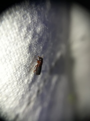 Platypodinae