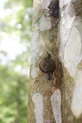 Ariophantidae