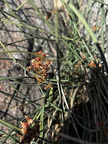 Spreading Rush (Juncus patens)