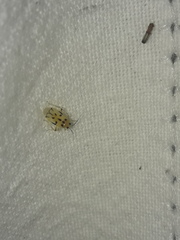 Domingomiris coloradensis