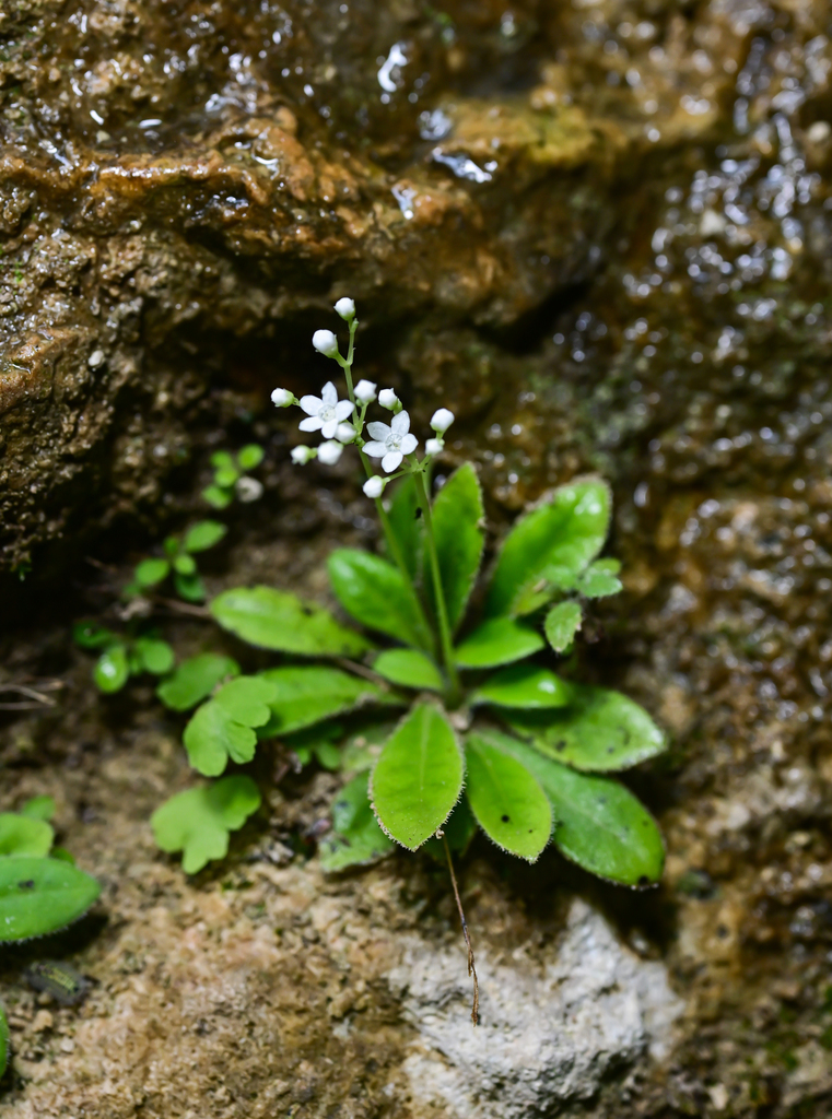 Mitreola liuyanii