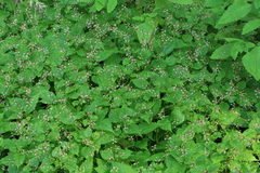 Circaea lutetiana