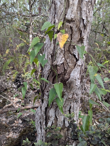 Cocculus orbiculatus observed 2026-03-29