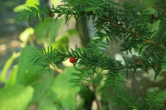 Taxus cuspidata