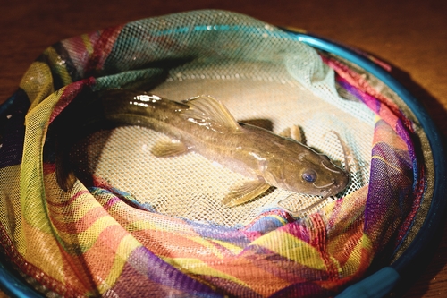 Hemibagrus macropterus — Bagridae — 2