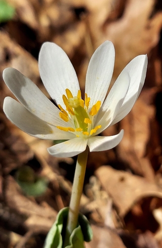 Sanguinaria canadensis