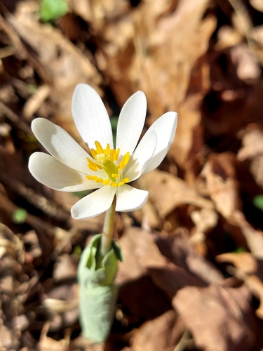 Sanguinaria canadensis