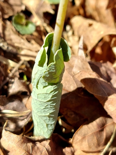 Sanguinaria canadensis