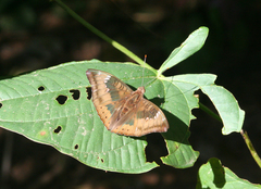 Euthalia aconthea garuda