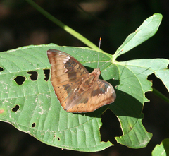 Euthalia aconthea garuda