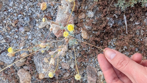 yellowhead (Trichoptilium incisum)