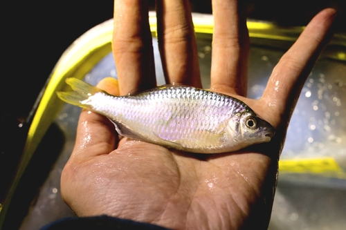 Barbel bitterling (Acheilognathus barbatulus) — Cyprinidae — 2