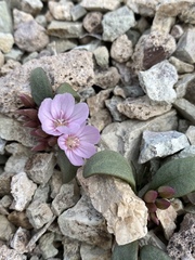 Claytonia peirsonii yorkii