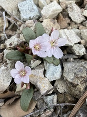 Claytonia peirsonii yorkii