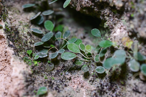 Litostigma
