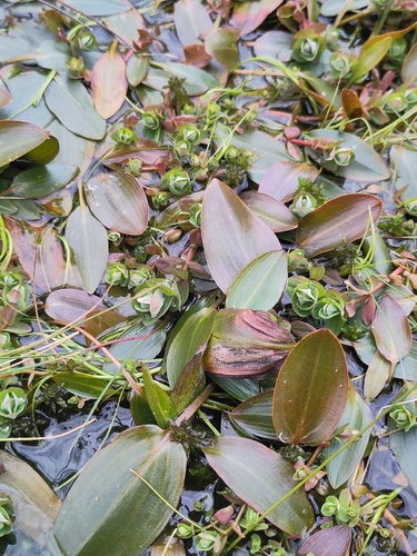 Marsh St John's-wort (Hypericum elodes)