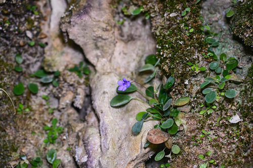 Litostigma coriaceifolium