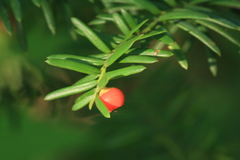 Taxus cuspidata