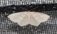 Scopula inductata