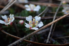 Pyxidanthera barbulata