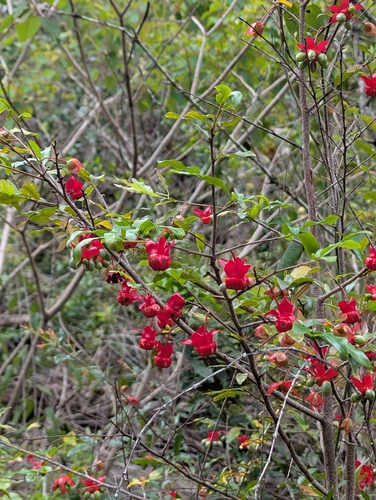 Ochna serrulata observed 2026-03-29