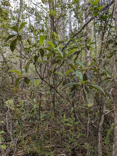 Psychotria hawaiiensis observed 2026-03-29