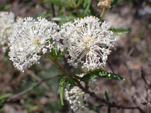 inland ceanothus (Ceanothus herbaceus)