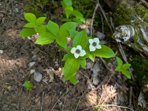 Western Bunchberry (Cornus unalaschkensis)