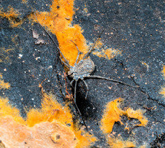 Ortholasma rugosum
