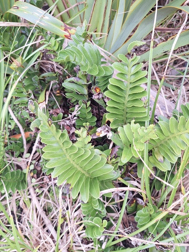 Paranako (Asplenium obtusatum)