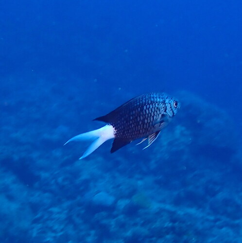 Chromis xanthura observed 2026-03-26