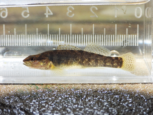 Sooty darter (Etheostoma olivaceum) — Percidae — 4