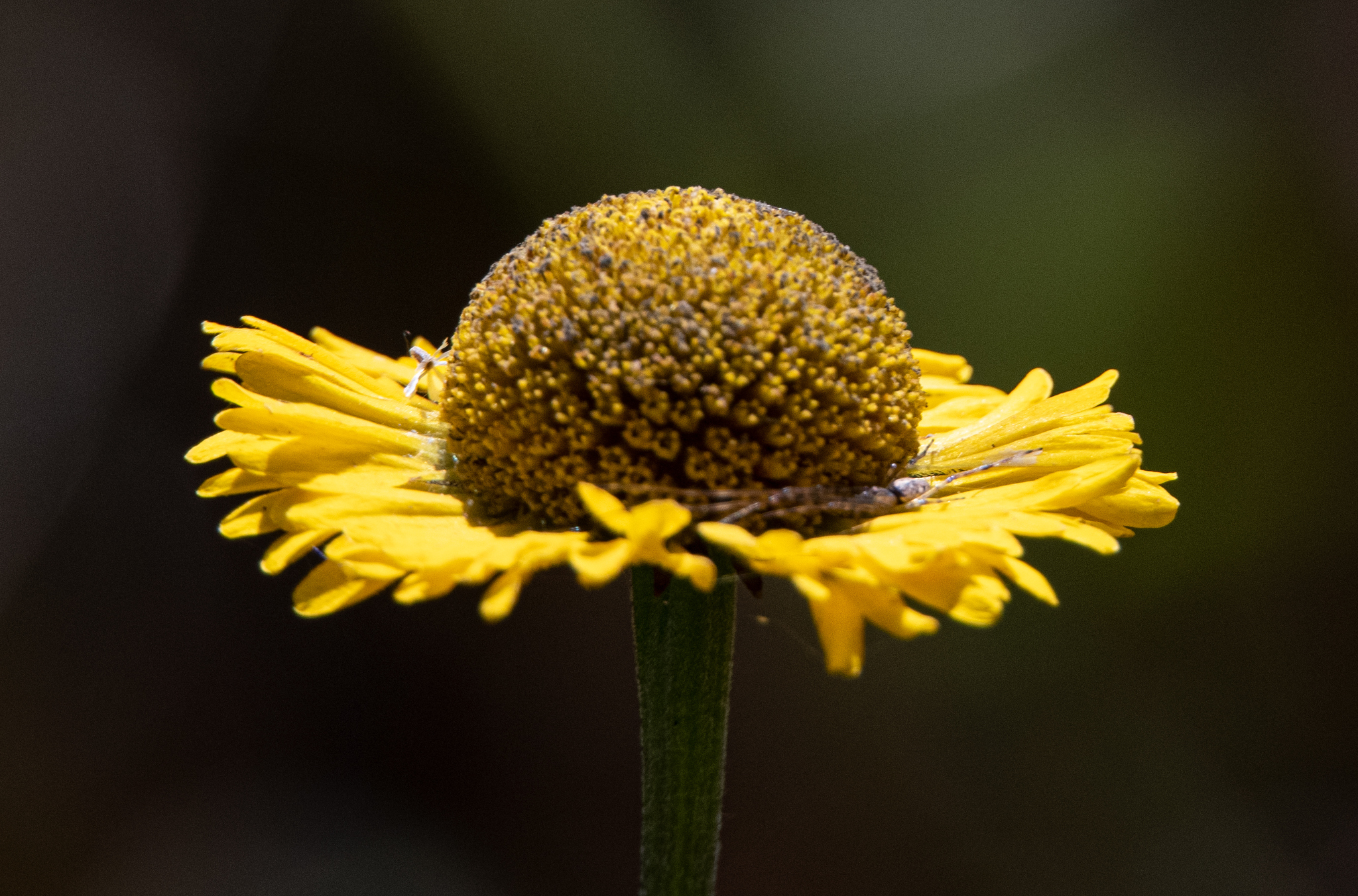 Helenium pinnatifidum