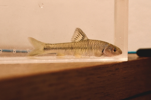 Rainbow gudgeon (Sarcocheilichthys nigripinnis) — Cyprinidae — 4