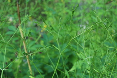 Cryptotaenia japonica