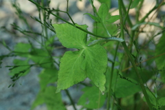 Cryptotaenia japonica