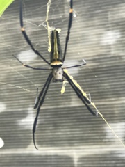 Nephila pilipes