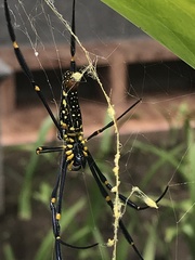 Nephila pilipes