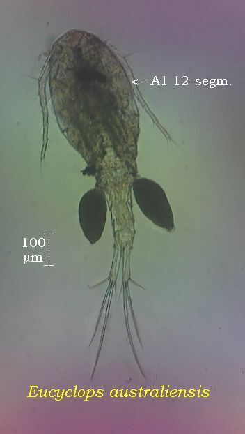 Eucyclops australiensis